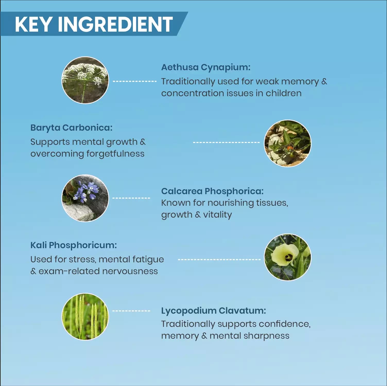 IQ-PLUS DROPS-Ingredients