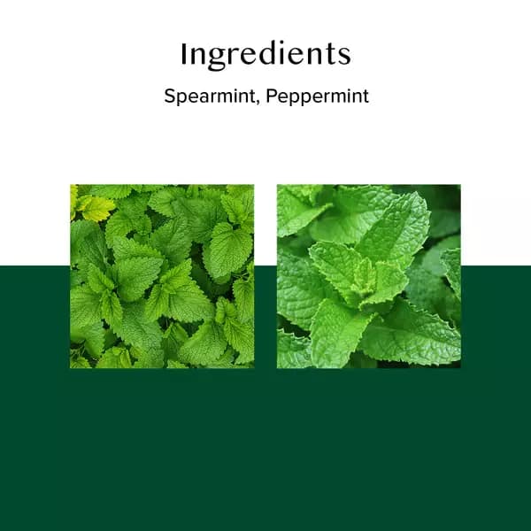 Vahdam Pure Mint-Ingredients
